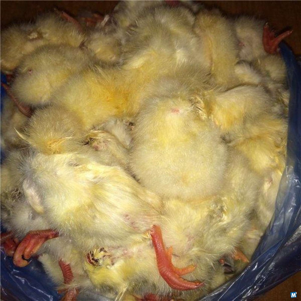 Рязань цыплята