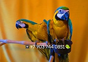 Сине желтый ара (ara ararauna) ручные птенцы из питомника