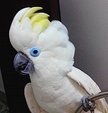 Синеочковый какаду (Cacatua ophthalmica) - ручные птенцы