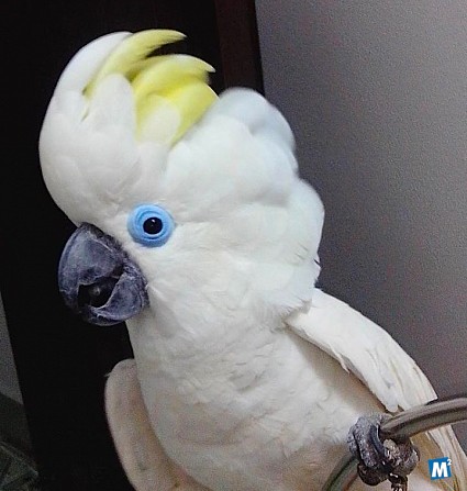 Синеочковый какаду (Cacatua ophthalmica) - ручные птенцы Москва - изображение 1