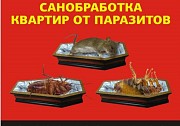 Уничтожение насекомых, плесени, крыс и мышей. Дезинфекция помещений