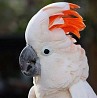 Молуккский какаду (Cacatua moluccensis) - ручные птенцы из питомника